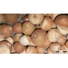 Best Quality Betel Nuts