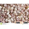 whole Betel nuts slit and other dried