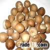 Premium Whole Betel Nut For Sale
