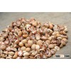 Dried Betel Nuts Whole for sale.