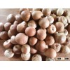 Whole Betel Nut (Areca nut/ Supari). we are the biggest supplier in Thailand