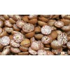 Betel nuts