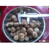 Betel nut for sales
