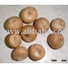 Areca