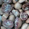 Betel Nut
