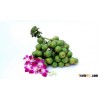 DRIED WHOLE BETEL NUT - WHITE COLOR - CHEAP PRICE