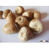 VIETNAM WHOLE BETEL NUT FOR IMPORTER SALE IN BULKK