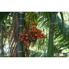 DRIED ORGANIC BETEL NUT - WHITE COLOR - BIG SALE LAST YEAR