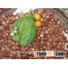 WHOLE/SPLIT BETEL NUTS good price