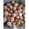 Dried Betel Nut High Quality From Thailand