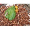 BETEL NUT LAST YEAR 2014 FOR BANGLADESH