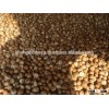 Dried Betel Nut BEST Quantity