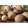Top Quality Betel Nuts / Natural Raw Dried Betel Nuts