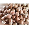 Thai Whole Betel Nut