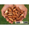 Quality Processed dried Brazil Nuts for sale at very good prices