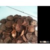 SPLIT BETEL NUT GOOD CUT (Call Viber: +841687264621)