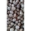 DRIED WHOLE BETEL NUT SMALL SIZE (Skype: anda.ty)