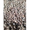 HOT DEAL SELL/BUY DRIED WHOLE BETEL NUT GOOD CUT 90% (Skype: anda.ty, VIBER, WHATSAPP: +841687264621