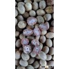 DRIED WHOLE ARECA NUT SMALL SIZE (Skype: anda.ty)