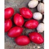 RIPE ARECA NUT SMALL SIZE (Skype: anda.ty, EMAIL: thanhtruc.ngt@gmail.com)