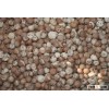 Betel Nuts Variety of Nuts for Sale