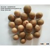 GOOD CUT WHOLE / SLICE BETEL NUTS (Skype: joelie.linh)