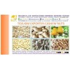 TIDA KIM CASHEW NUTS W210 W240 W320 W450 - BLACK WHITE PEPPER - ORGANIC COCONUT WATER DESICCATED FLA