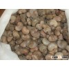 dried raw cashew nuts in shell