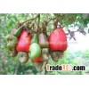 Cashew nuts 2015