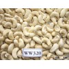 CASHEW NUTS W240 AND W320