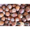 Hazel Nuts for whole sale 2015
