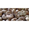Raw Cashew Nut in Shell
