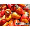 Fresh Cashew nuts