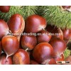 Chinese new crop good quality fresh chestnut for sale