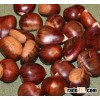 Organic Raw Fresh Chestnut Thailand bulk chestnuts price