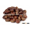 High Quality Chestnut for sale