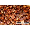 chestnuts