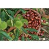 The best quailty chestnut for sale