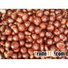 Fresh Raw Chestnuts for sale