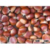 High Quality Chest Nuts