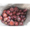 Best quality Chestnuts at affordable prices