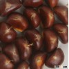 2012 fresh supper chestnut for sale