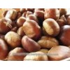High Quality Fresh Chestnut,Raw Type GRADE a FOR SALE HOT SALES