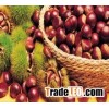 Hot Selling Fresh Chestnuts---Organic and Best Chestnuts