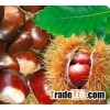 Frozen Roasted Chestnut In Shell IQF Roasted Chestnuts