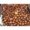Chestnut
