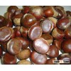 high quality natural Chestnut in shell natural chesnut top quality