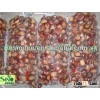 chestnut , fresh chestnut chinese chestnut chestnuts wholesale