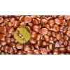 Hot Selling Fresh Chestnuts---Organic and Best Chestnuts
