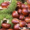Chinese sweet chestnuts